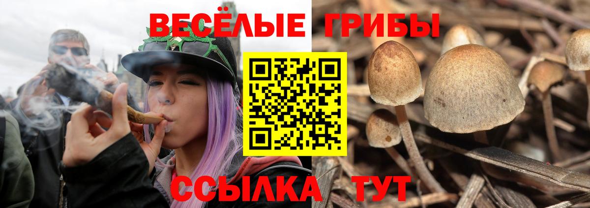 закладка  Вход с VPN  Муравленко  Псилоцибиновые грибы мицелий 